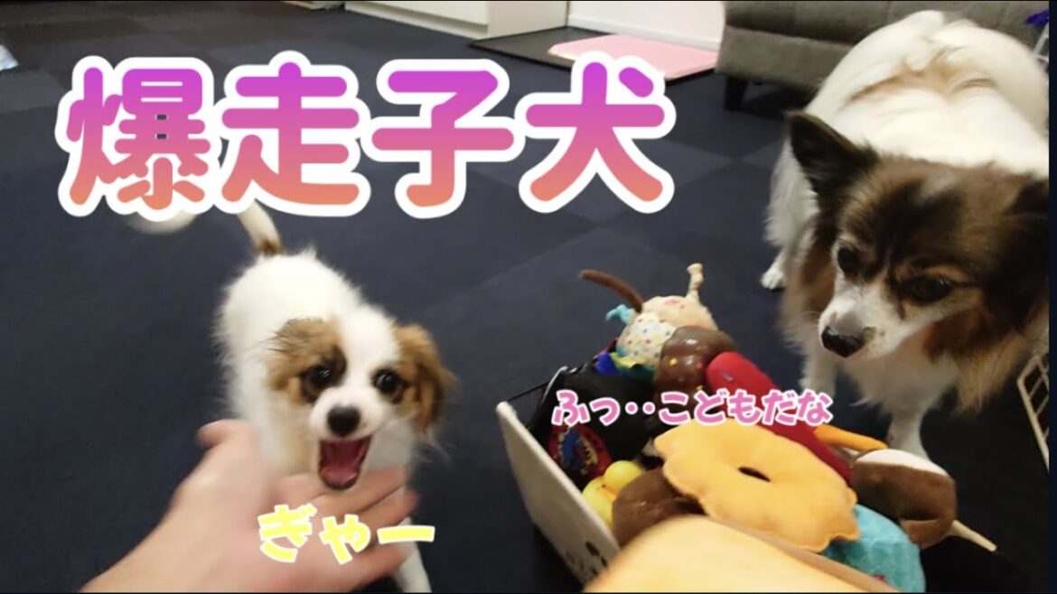 手加減知らずの子犬と先住犬パピヨン