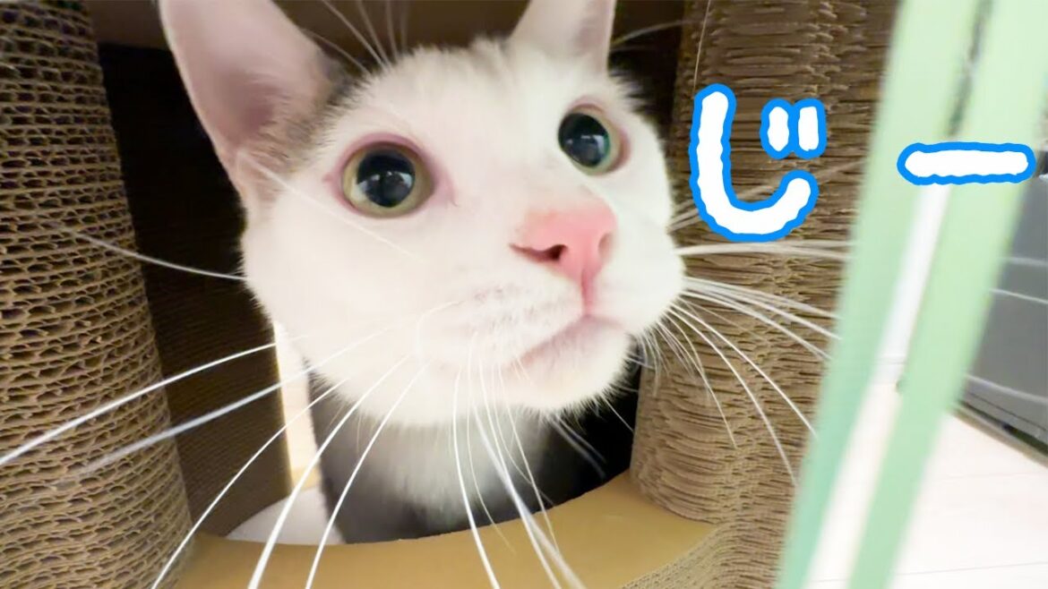 久々に猫たちと遊んだらこんな反応でした! 久々に猫たちと遊んだらこんな反応でした!