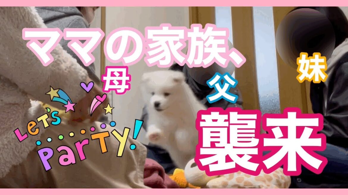 ［サモエド犬ミール］その黒いものが気に入らん！！