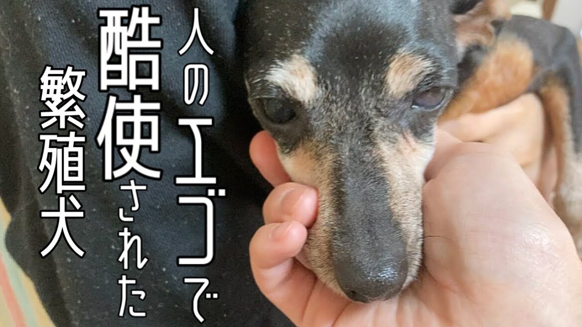 元繁殖犬、八重ちゃんに残された時間　生まれてから子犬を産むためだけに生きてきたミニチュアピンシャーの女の子