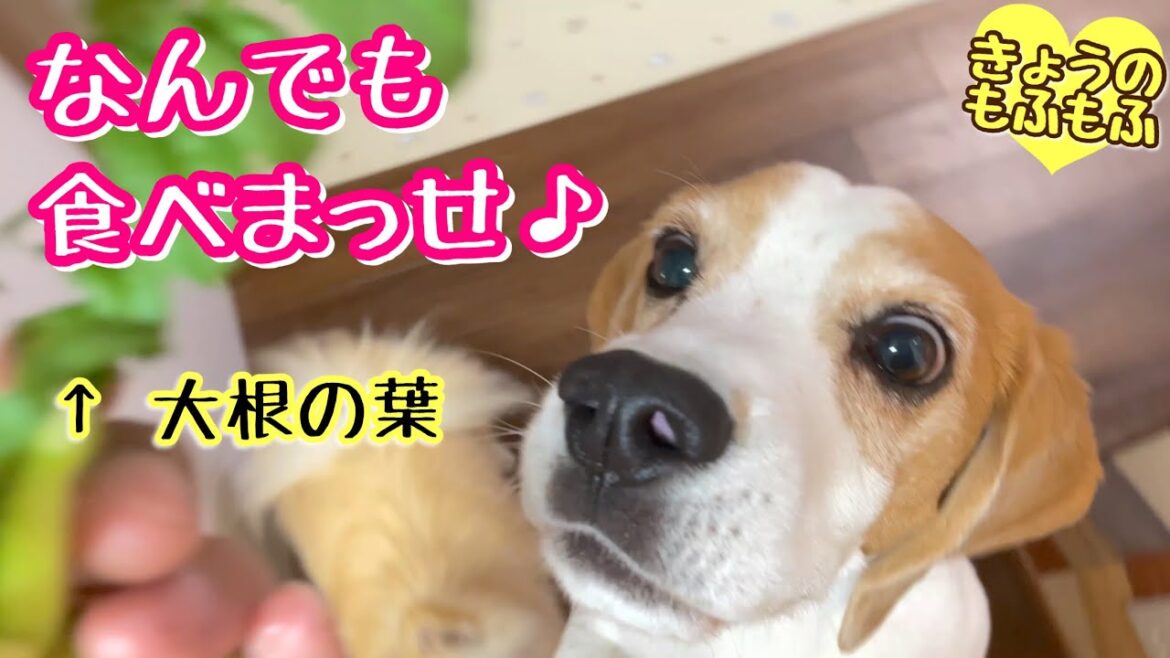 肉も野菜も！好き嫌いのない雑食もふずw【ビーグルさつきとポメ梵天】