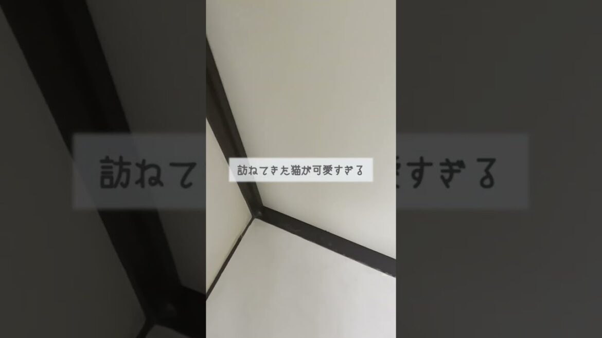 訪ねてきた猫が可愛すぎた【ラグドール】【かわいい】