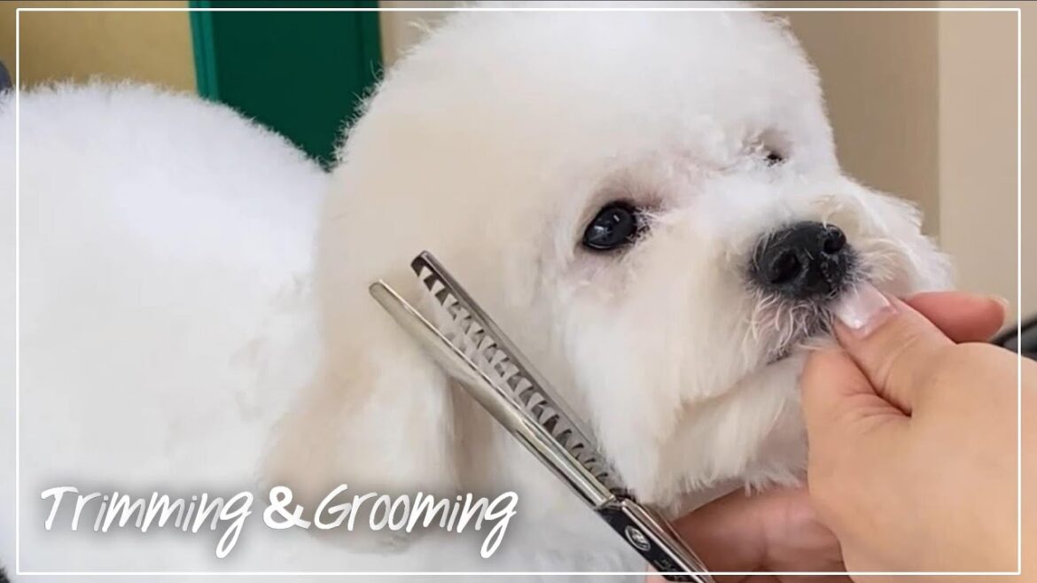 【ビションフリーゼ　トリミング】パピーの韓国風ビションカット！/Trimming＆Grooming