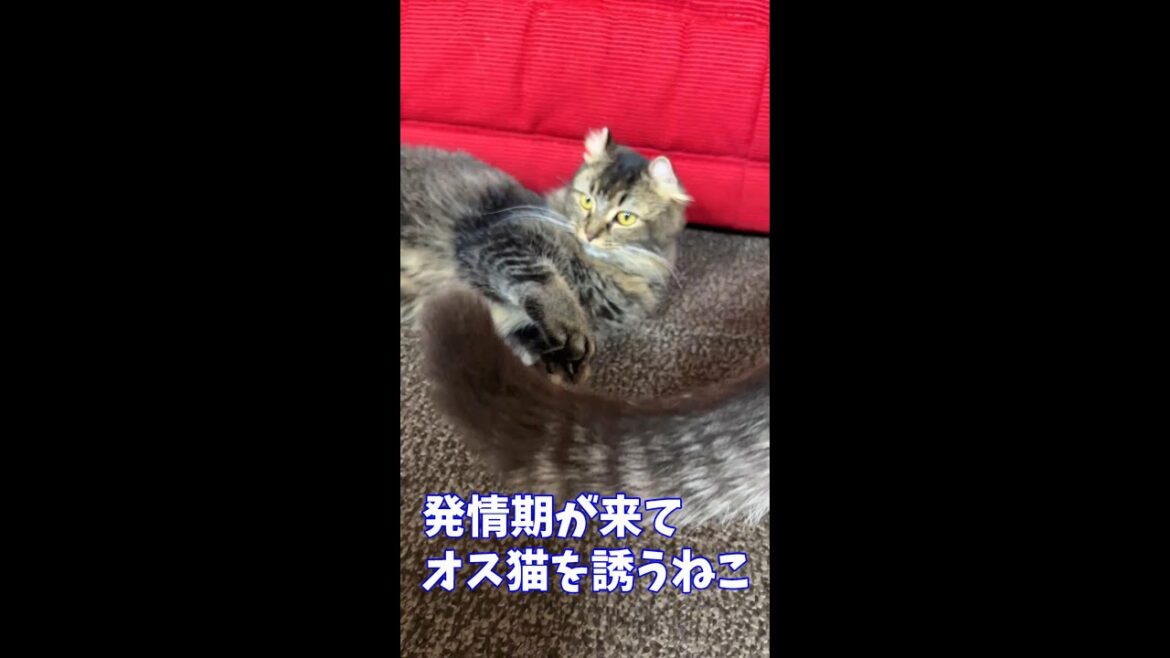 【初めて同士のういういしい交尾】発情したメス猫がオス猫を誘うA cat in heat courting a male cat　#Shorts