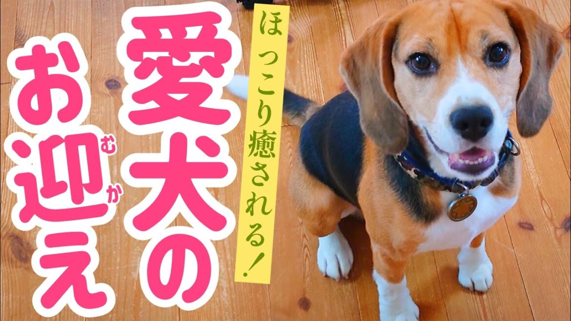 ビーグル犬の 可愛いすぎる「おかえりなさい」