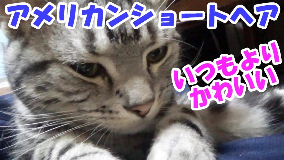 いつもよりかわいかった日　（アメリカンショートヘア　生後13ヶ月）