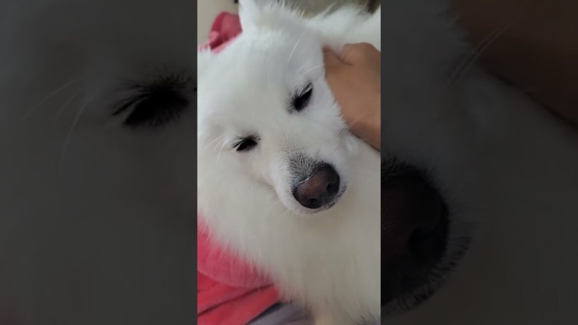 【なでなでされうっとりする日本スピッツ】#shorts 【なでなでされうっとりする日本スピッツ】#shorts