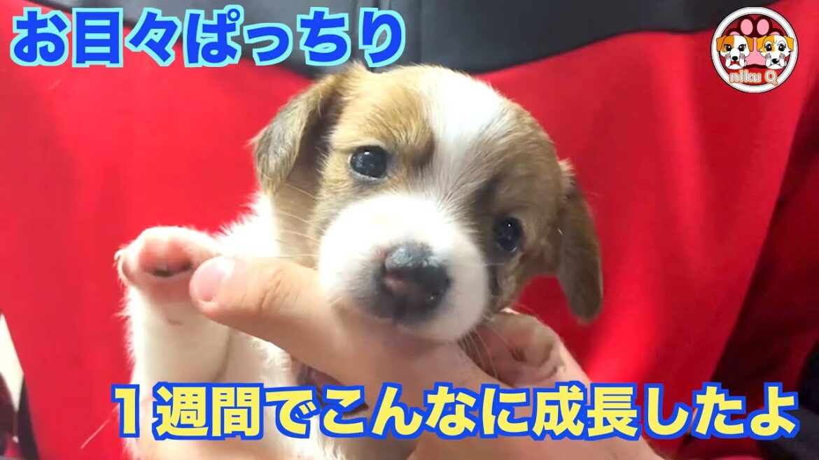 【ジャックラッセルテリア】約1週間でお目々がぱっちり開いて、こんなに成長したよ。仔犬ちゃんの成長は早いなぁ!!「動物癒し動画」にくきゅう 【ジャックラッセルテリア】約1週間でお目々がぱっちり開いて、こんなに成長したよ。仔犬ちゃんの成長は早いなぁ!!「動物癒し動画」にくきゅう