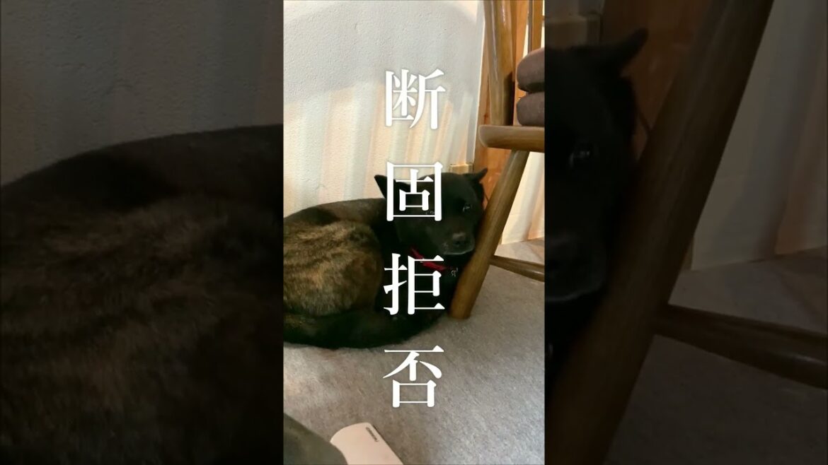 【日本犬】超頑固な犬種、｢甲斐犬｣って知ってる？ #shorts
