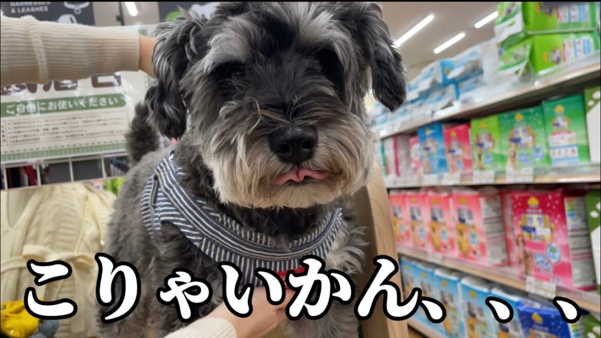 秋だからって芋食い過ぎたシュナウザーもどきです。【ミニチュアシュナウザー】【トイプードル】【シュナプー】