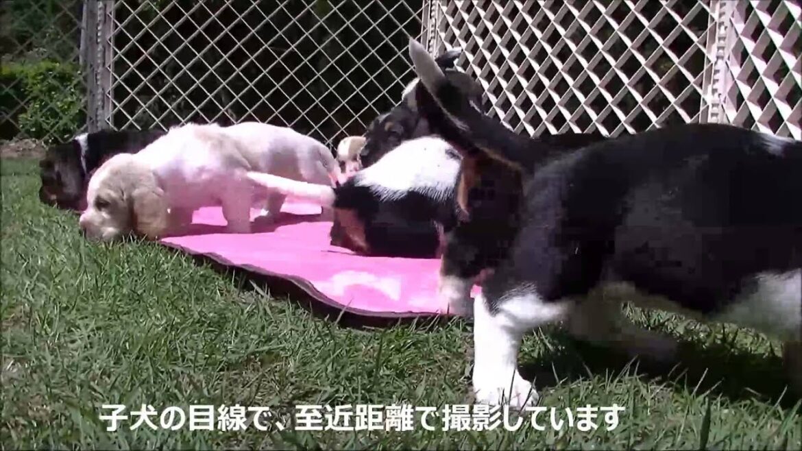 4/21生まれのバセットハウンド7頭！