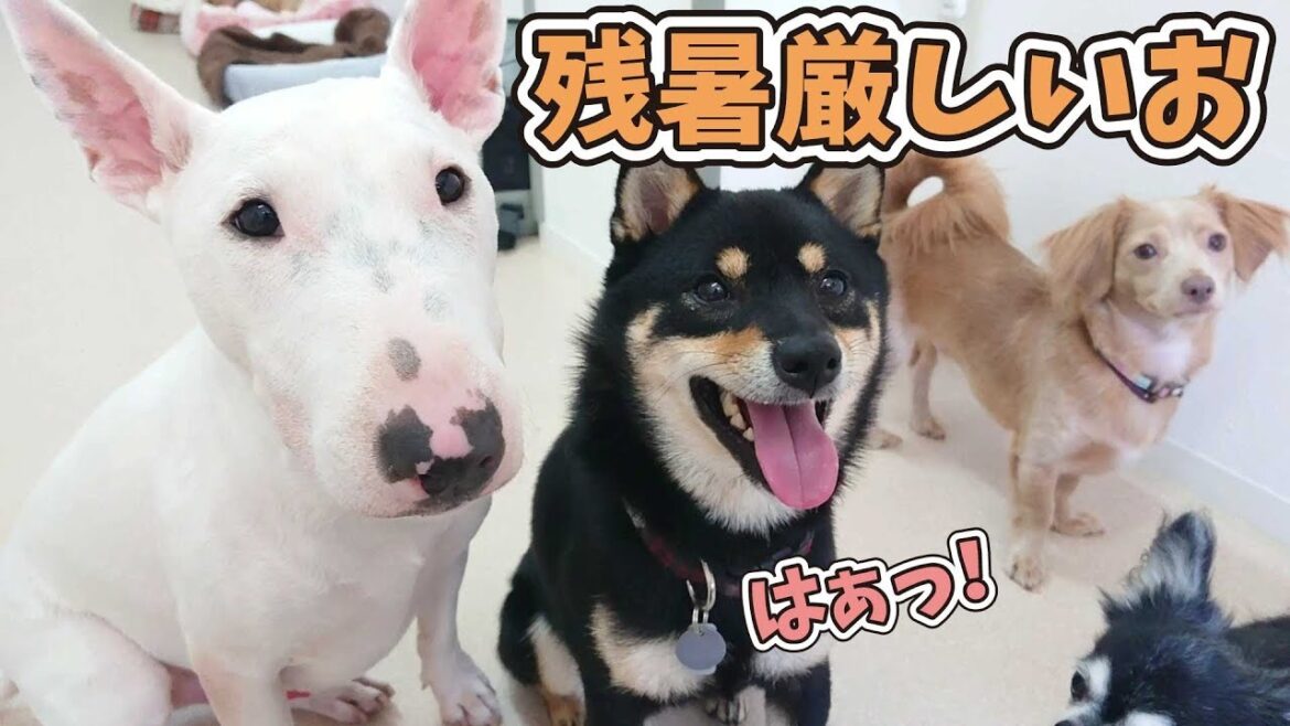 まだまだ暑い日は続きそう… 🐶ひみつきちなう！②🐶 (ミニチュアブルテリア,柴犬,チワックス,トイプードル,フレンチブルドッグ) 2019年9月10日