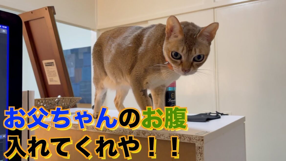 お父ちゃんの服の中で寝たいシンガプーラ♪