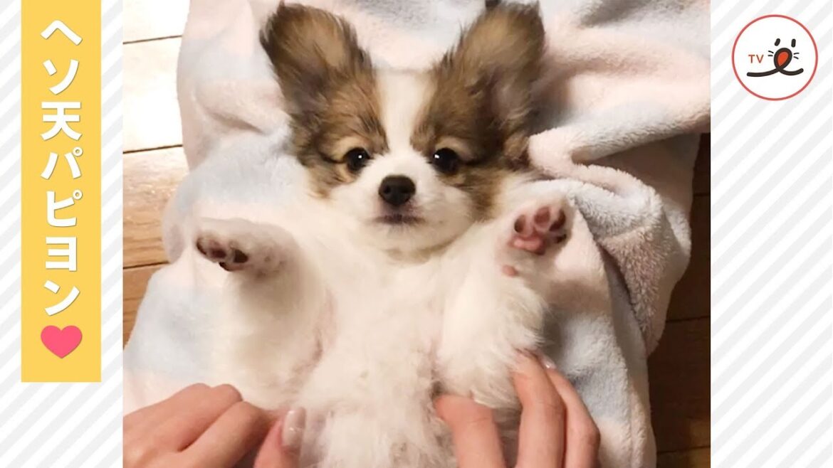 お腹丸出しの子パピヨン😍 なでなでされると可愛すぎる行動に…💖【PECO TV】 お腹丸出しの子パピヨン😍 なでなでされると可愛すぎる行動に…💖【PECO TV】