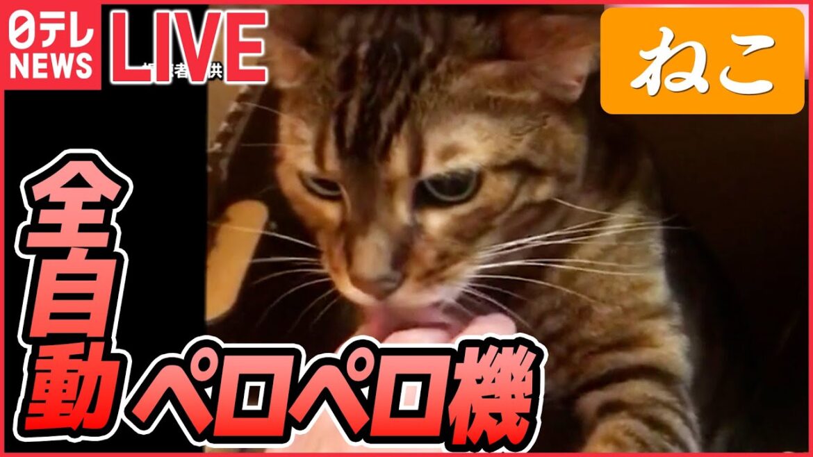 【猫ライブ】段ボールから突然！/ 子猫の寝落ち / 掃除ロボ乗りこなすネコ / しっぽに夢中/ “カリスマ美容師”ネコ、兄弟をあの髪形に…など ネコまとめ（日テレNEWS LIVE）
