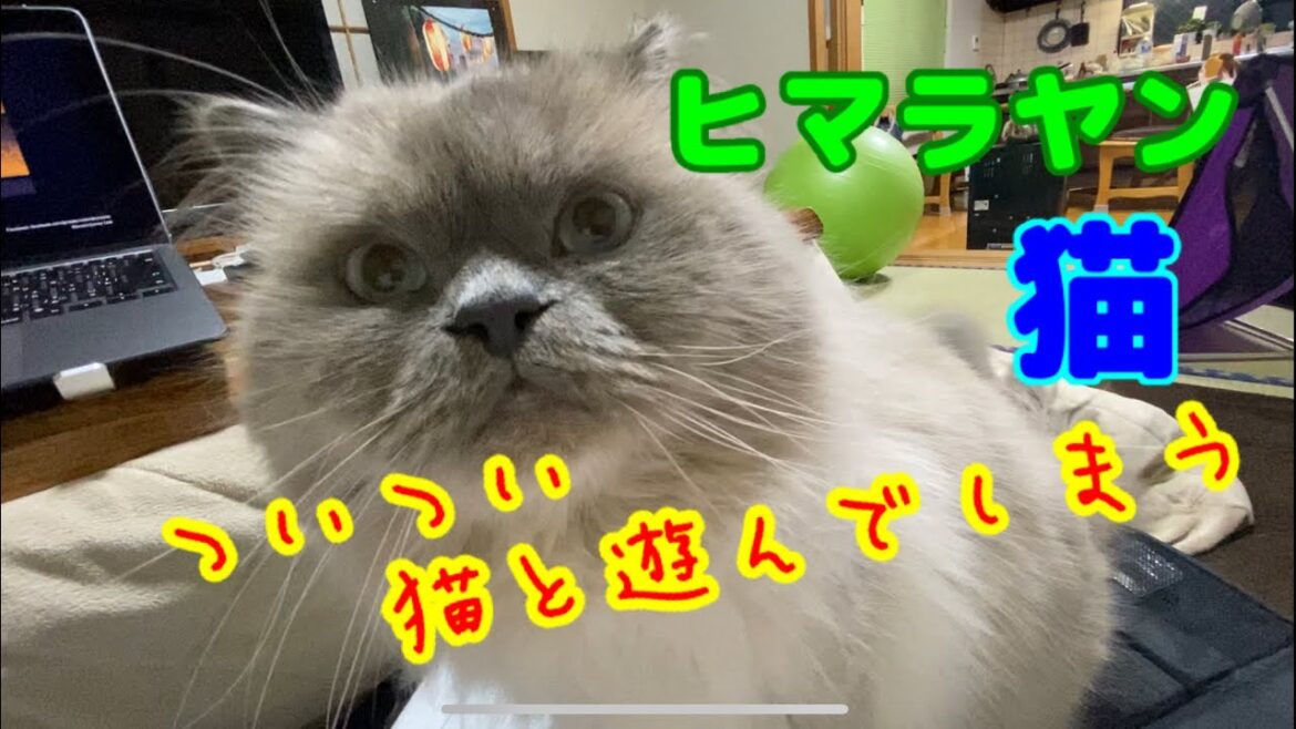【cat & dog】ついつい猫と遊んでしまう!ヒマラヤン猫 【cat & dog】ついつい猫と遊んでしまう!ヒマラヤン猫