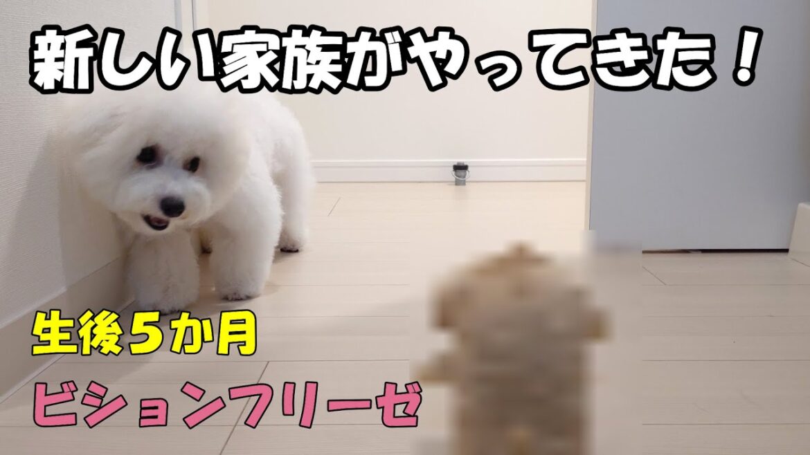 ビションフリーゼの子犬に新しい友達が! ビションフリーゼは臆病？