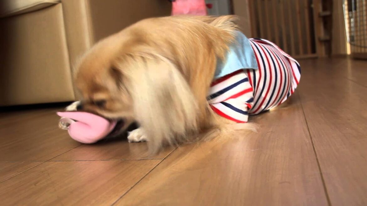 チベタンスパニエル　vs　ツチノコ
