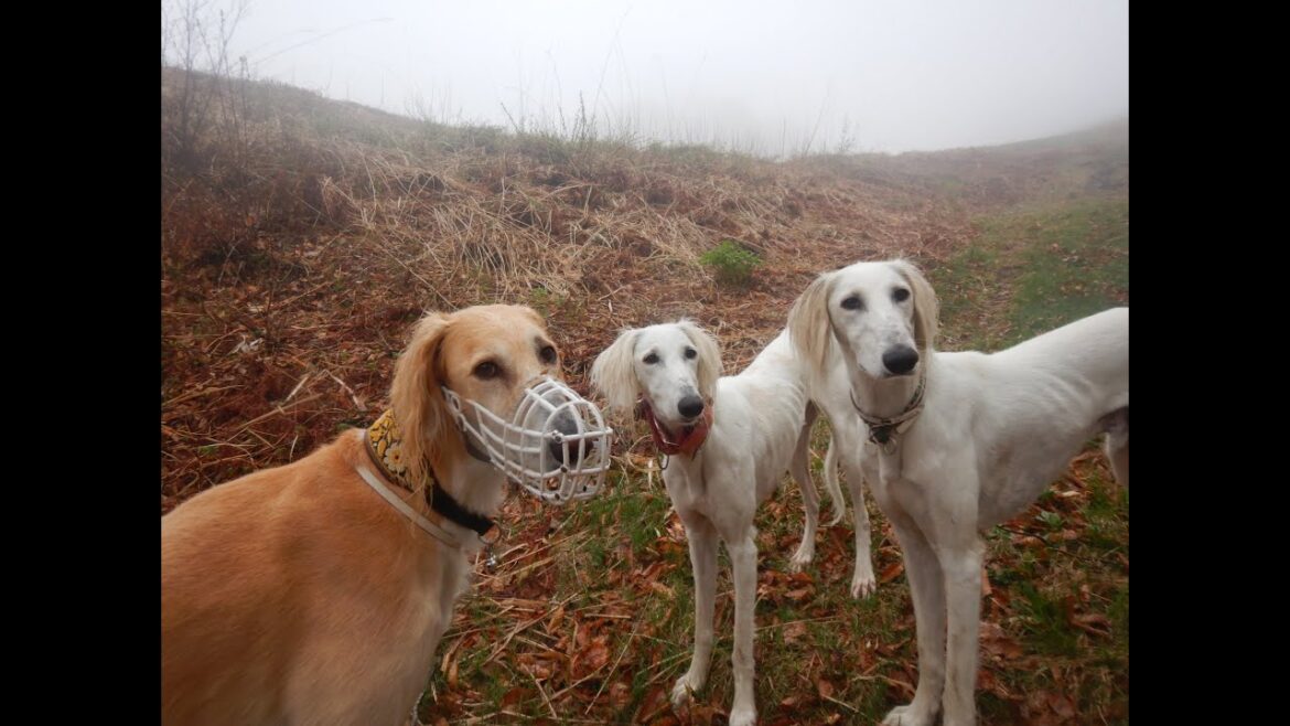 サルーキ　れぴ！お山でマズルガードの練習♪（Saluki）