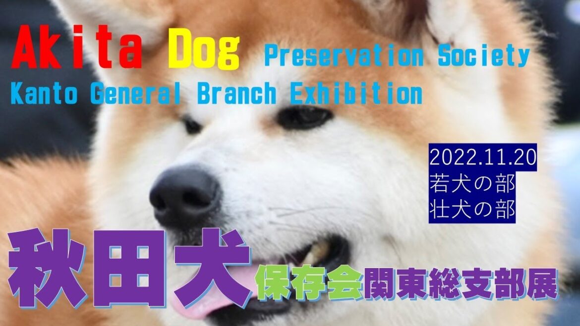 秋田犬保存会関東総支部展NO2（Akita Dog Preservation Society Kanto General Branch Exhibition NO2）【Samurai dog TV】