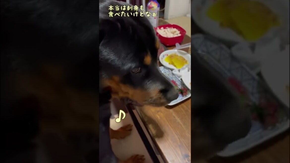 【ロットワイラー】食卓に着く大型犬 #shorts
