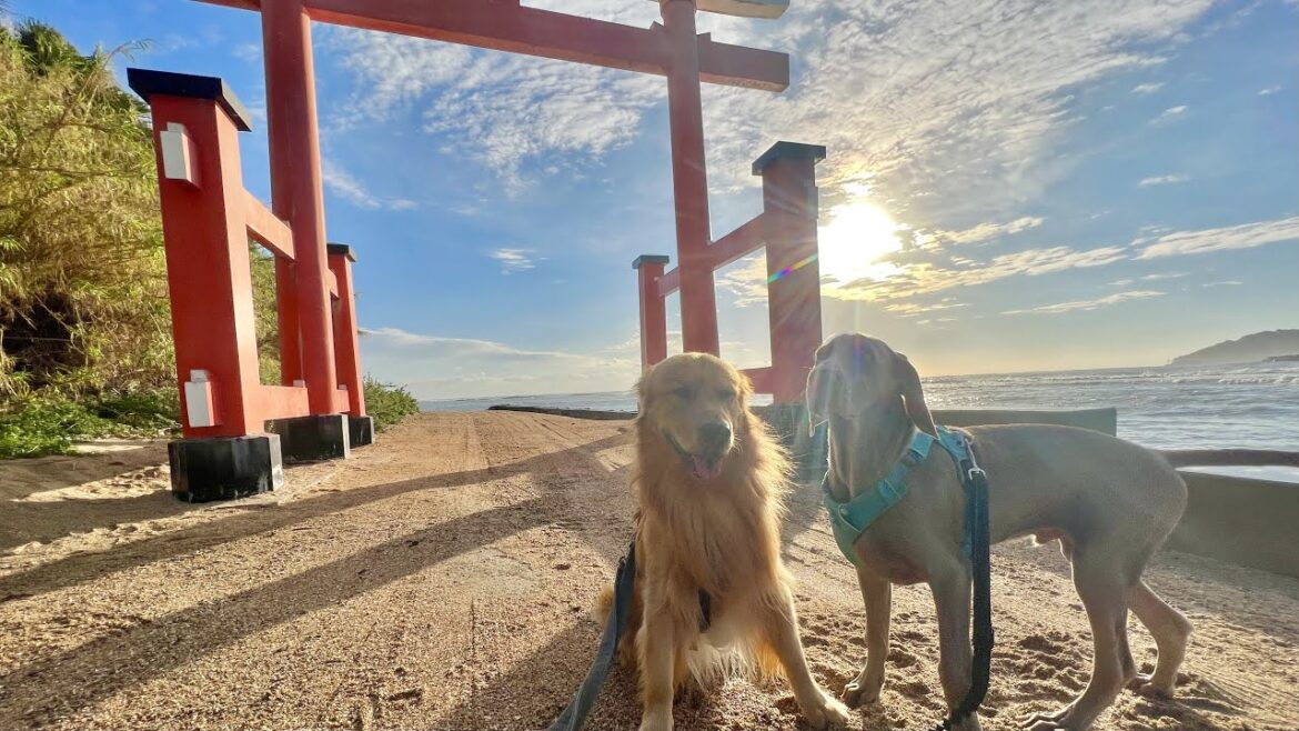 パワースポットの【青島】でお散歩。ゴールデンレトリバーとワイマラナーの子犬