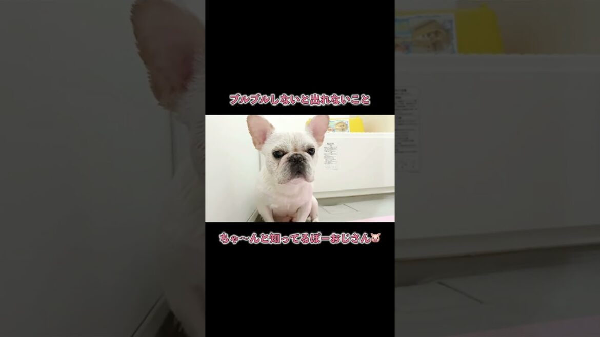 ブルブルしないと出れないよ〜 #shorts 【フレンチブルドッグ frenchbulldog】