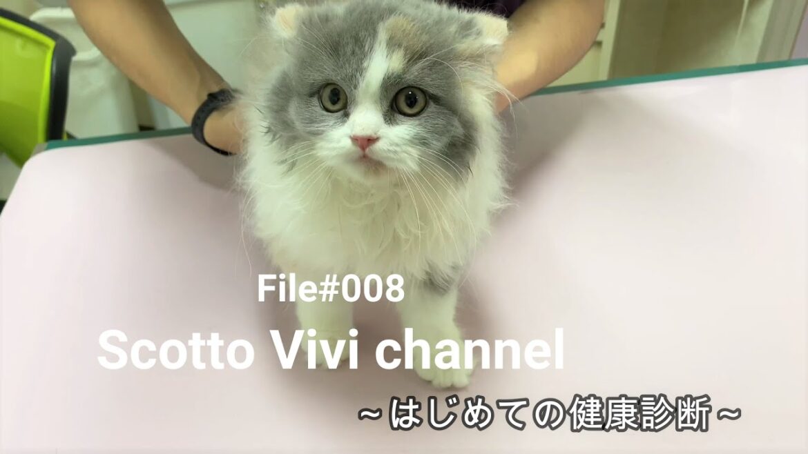 File#008～生後３か月長毛スコティッシュフォールドの健康診断～