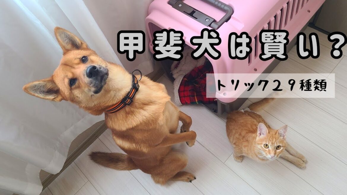 トリック２９種類に挑戦！【赤一枚の甲斐犬】
