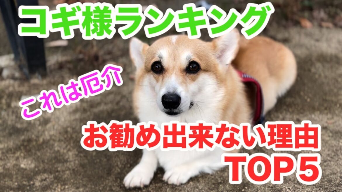 【コーギー】まだ間に合う！後悔しない為に伝えたいこと It's not too late yet! What I wanna tell you so that you won't regret it.