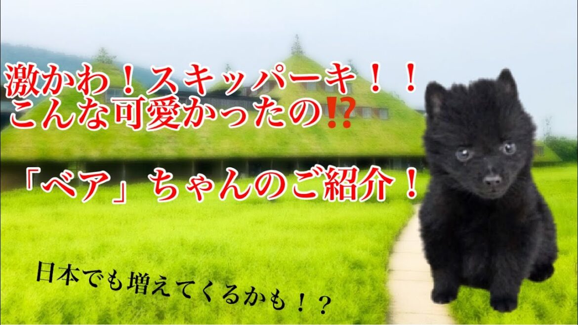 激かわ！スキッパーキ！！愛犬子犬の「ベア」ちゃんご紹介！