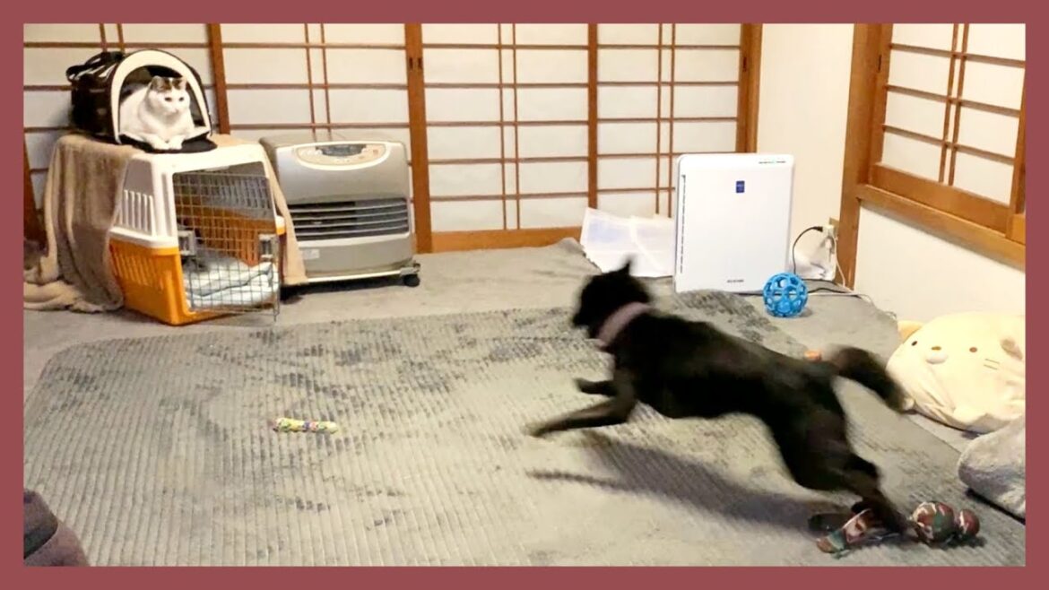 【疾走】イノシシを狩る甲斐犬の運動量が想像以上にとんでもなかった…