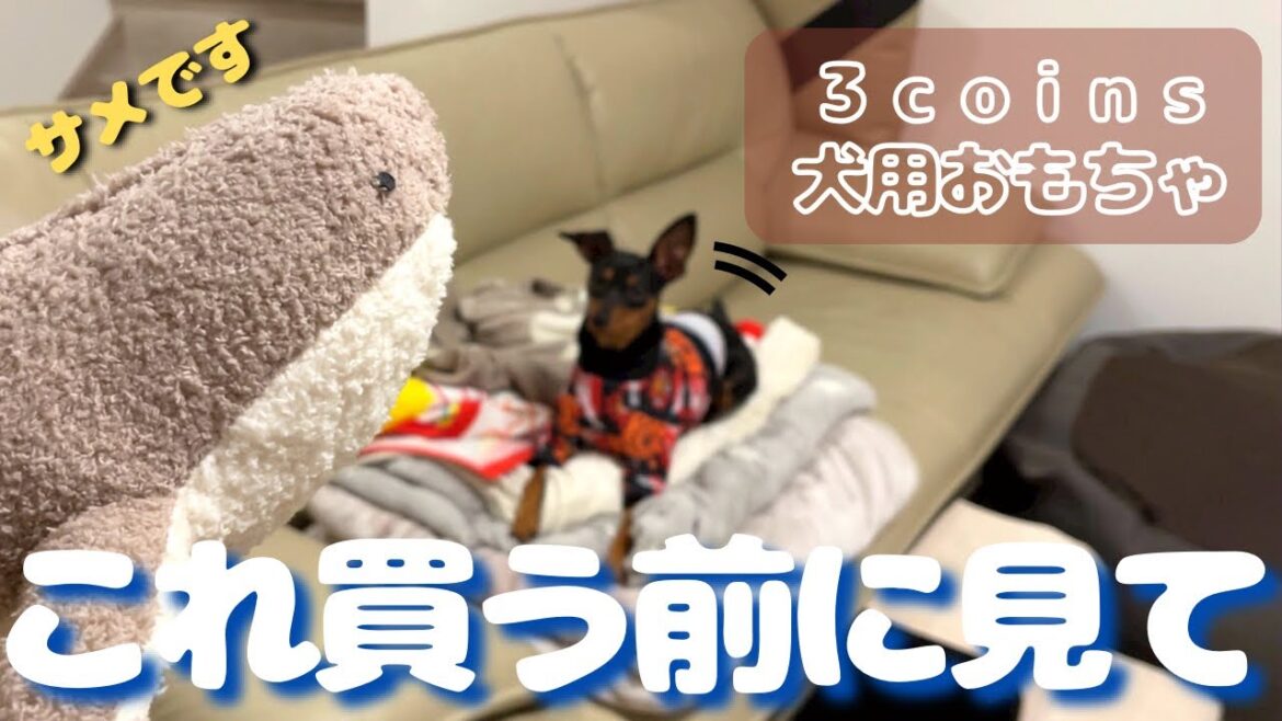 【これが現実】３コインズで犬用おもちゃを買ったらこうなりました…【ミニピン】