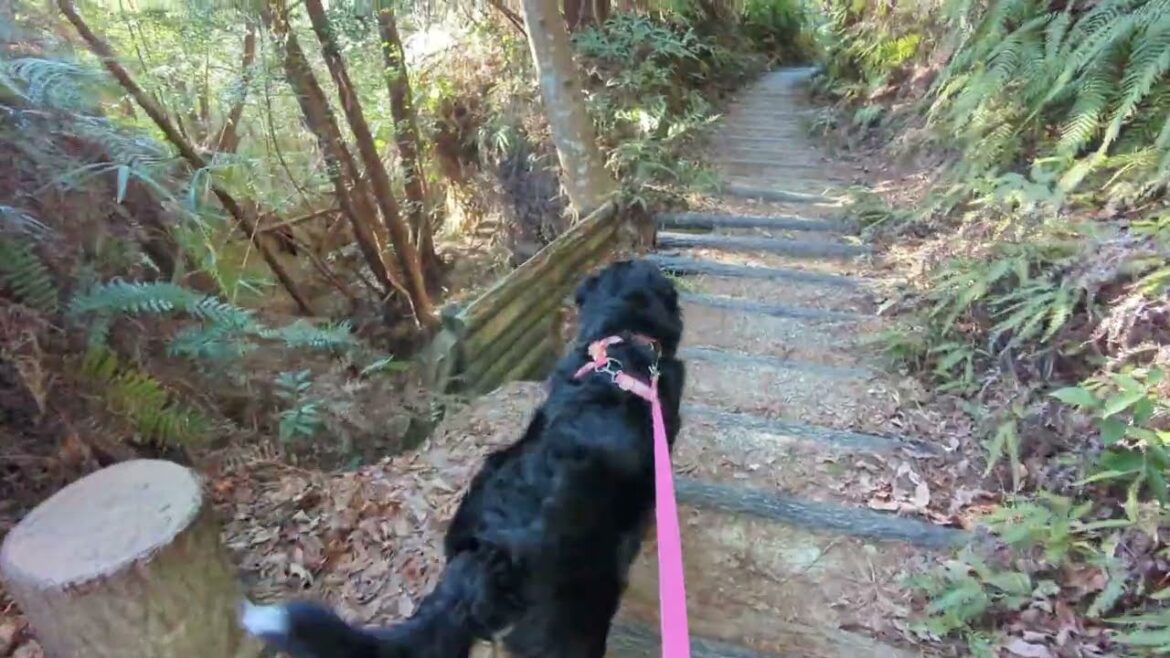 森の中を歩く| バーニーズマウンテンドッグ | BerneseMountainDog |