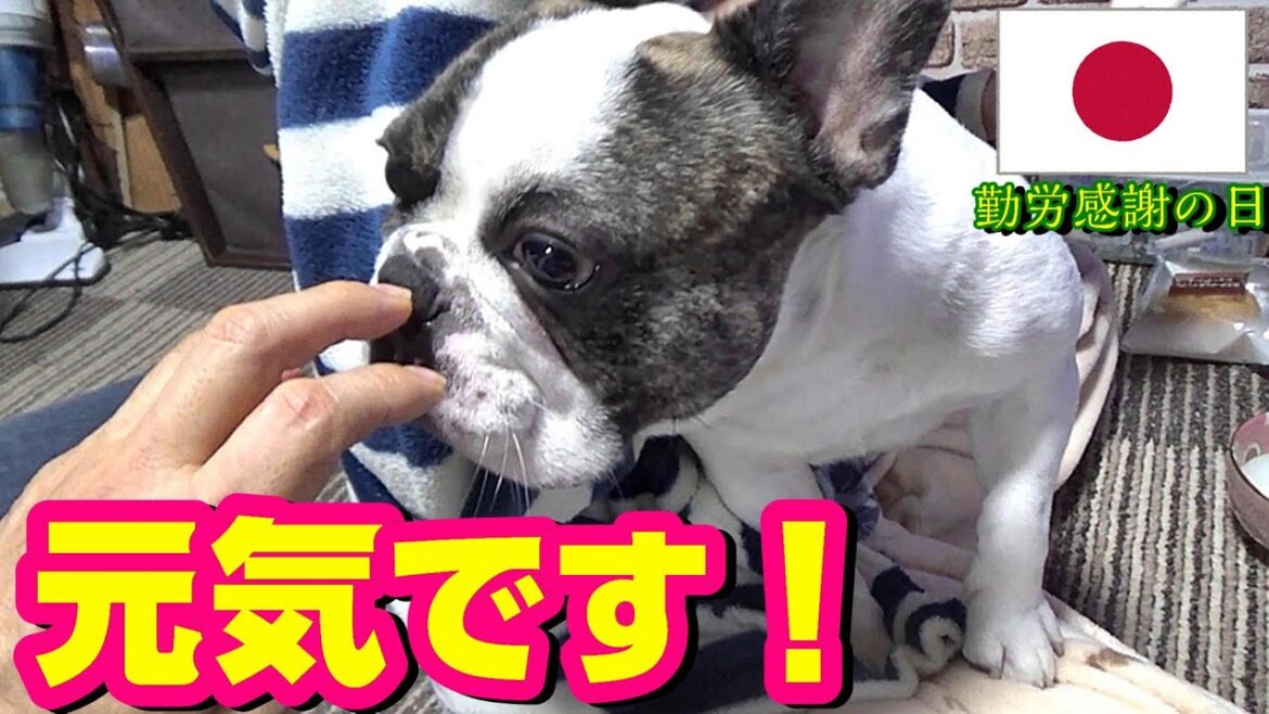 負けません　元気です！ 食欲旺盛　絶好調！  フレンチブルドッグ  悪性腫瘍（ガン）の闘病生活『ぶーちゃん日記』
