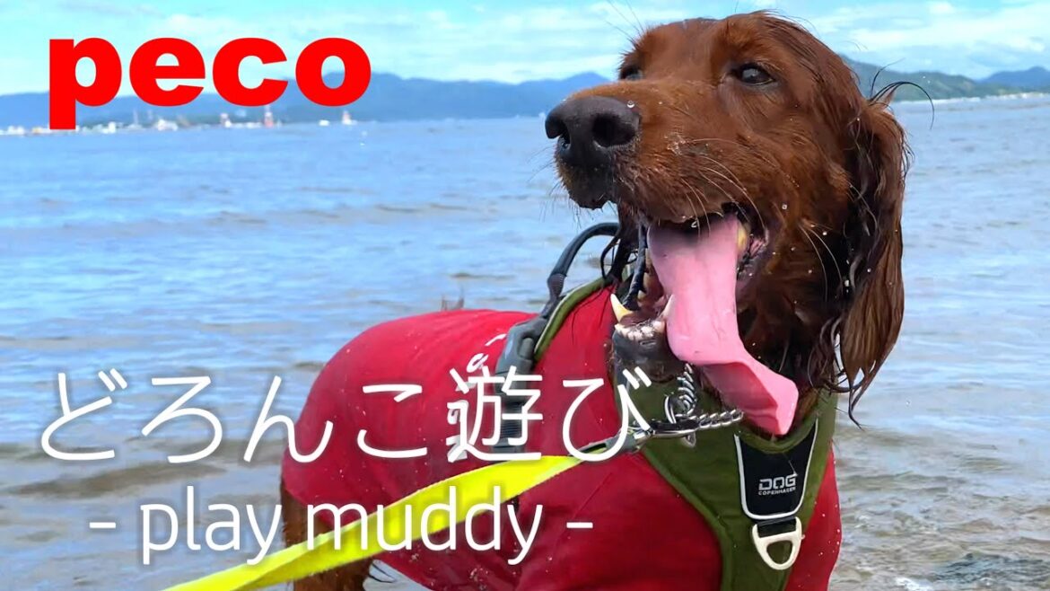 どろんこ遊び - play muddy - （peco）　アイリッシュセター（アイリッシュセッター）Irish Setor（Irish Setter）