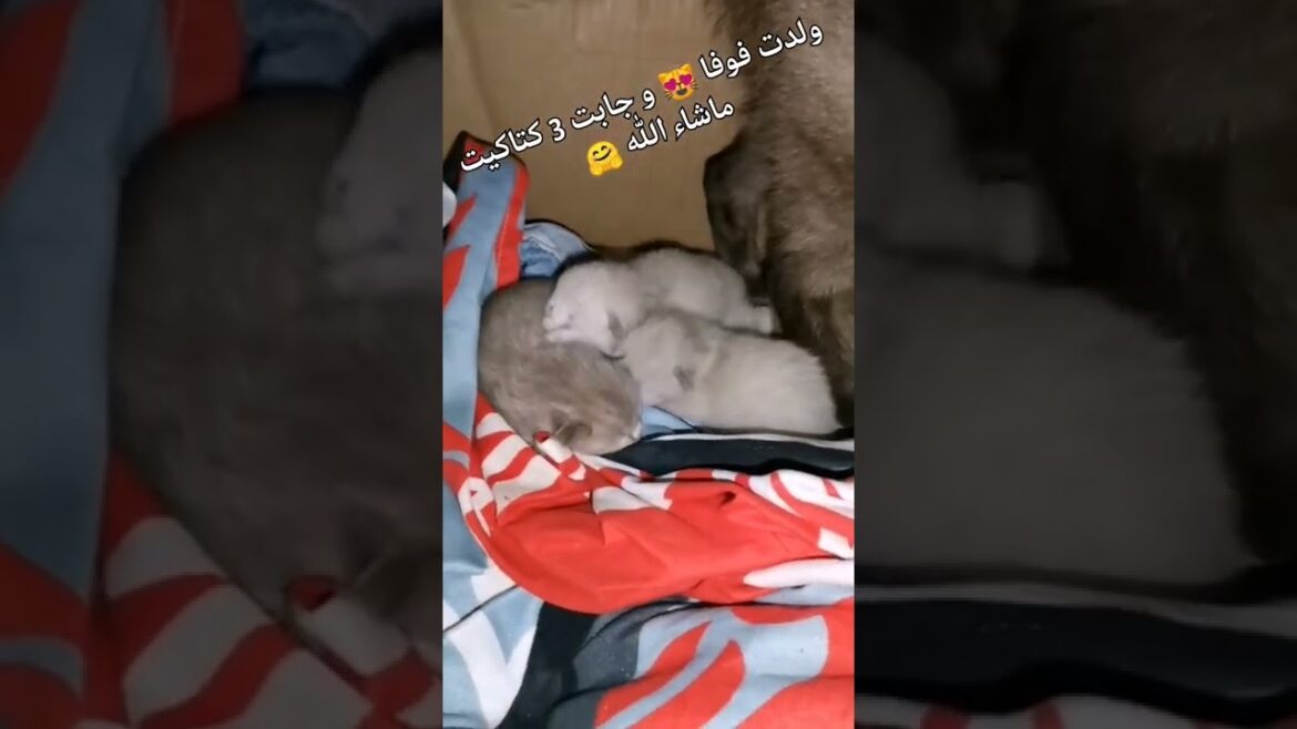 #shorts#short#cats#cat#animals#kitten#siamois#سيامي