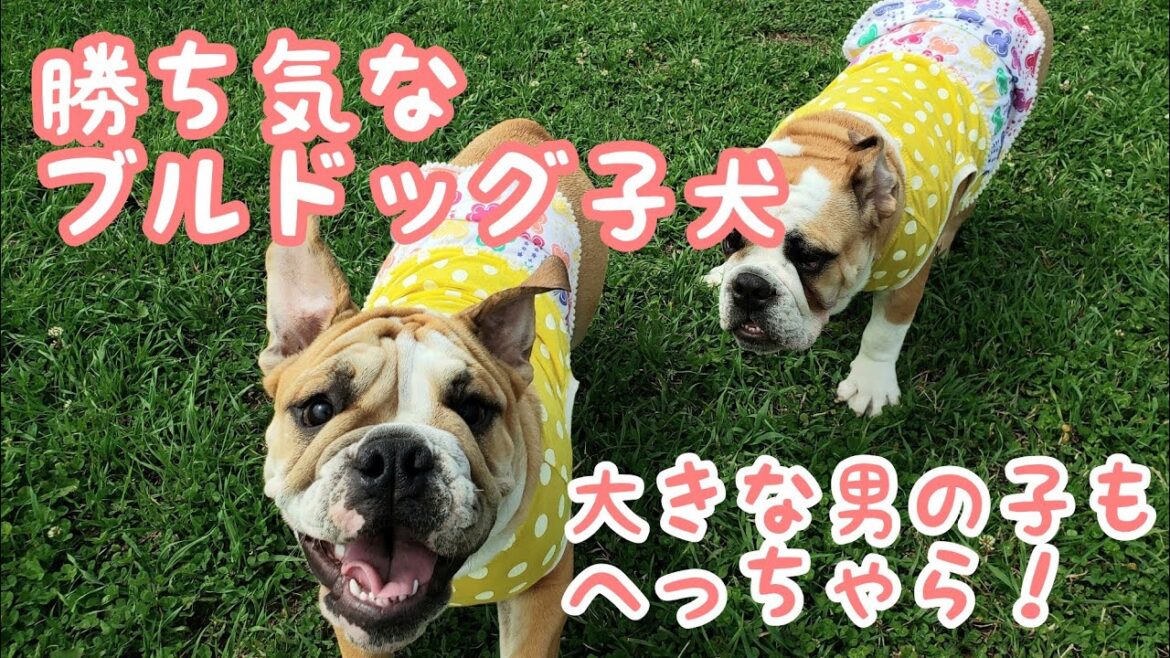 ボルゾイと競争！サモエドと力くらべのブルドッグ子犬！勝ち気な女の子ブル