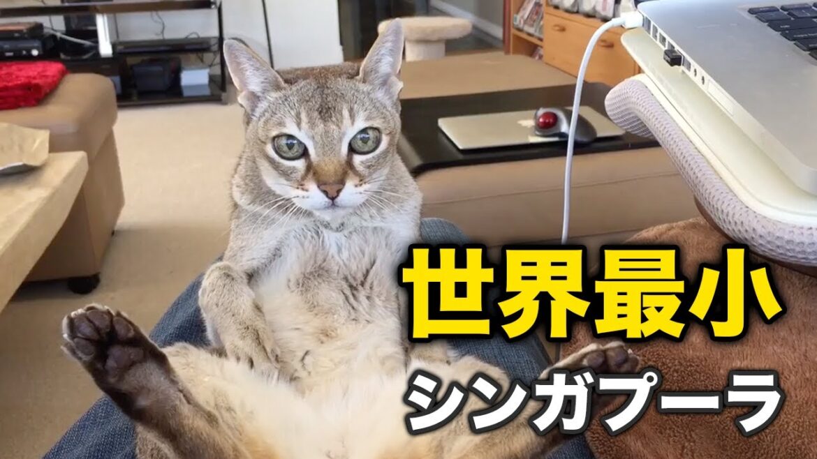 【シンガプーラ】世界最小！の賢い猫ちゃん子猫さん！シンガプーラちゃん可愛い集【猫】