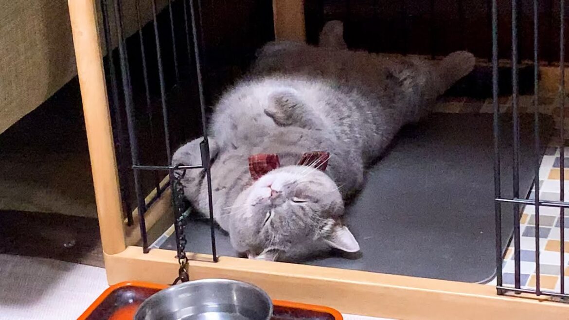 ◯◯で激オコなぽっちゃり猫【スコティッシュフォールド】