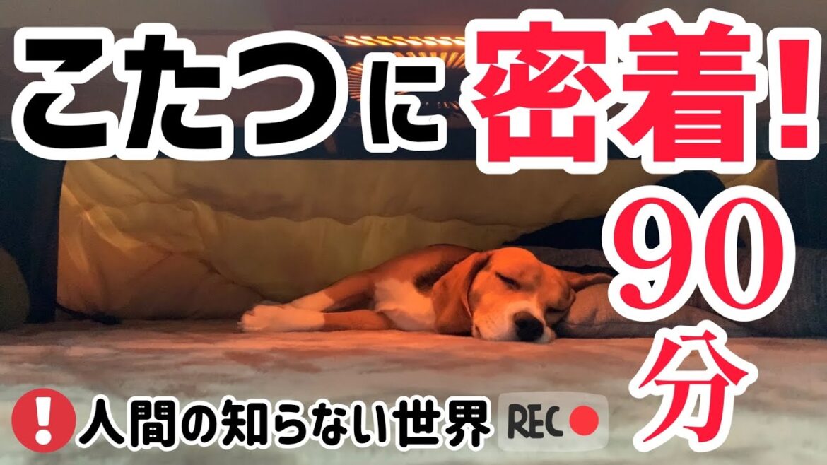 ビーグルとコタツと私 愛のこたつライフ密着90分 ビーグルとコタツと私 愛のこたつライフ密着90分