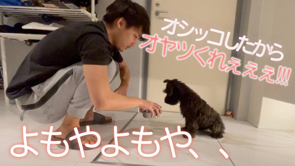 【天才‼︎】5分でできる子犬のトイレトレーニング🐶 #017 / ミニチュアシュナウザーと独身男の暮らし