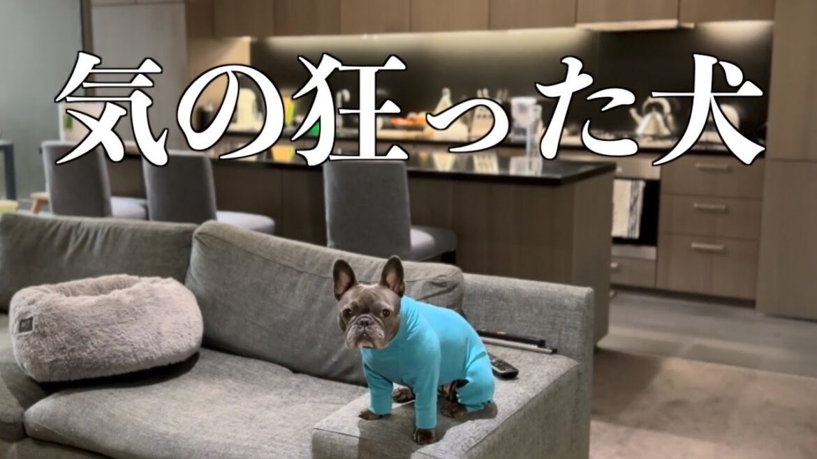 愛犬を人に2週間預けたらどうなった？【日本一時帰国で絶望の再会】