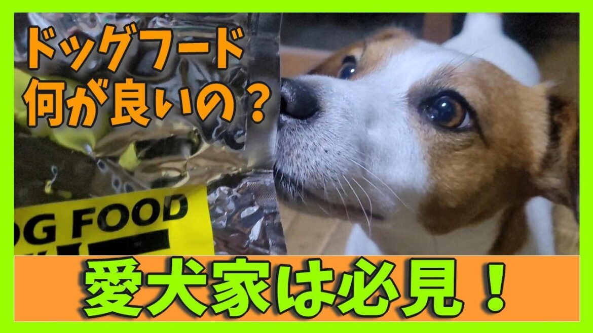 みんなご飯(ドッグフード)は何食べてるのかなぁ？　#ジャックラッセルテリア🐶