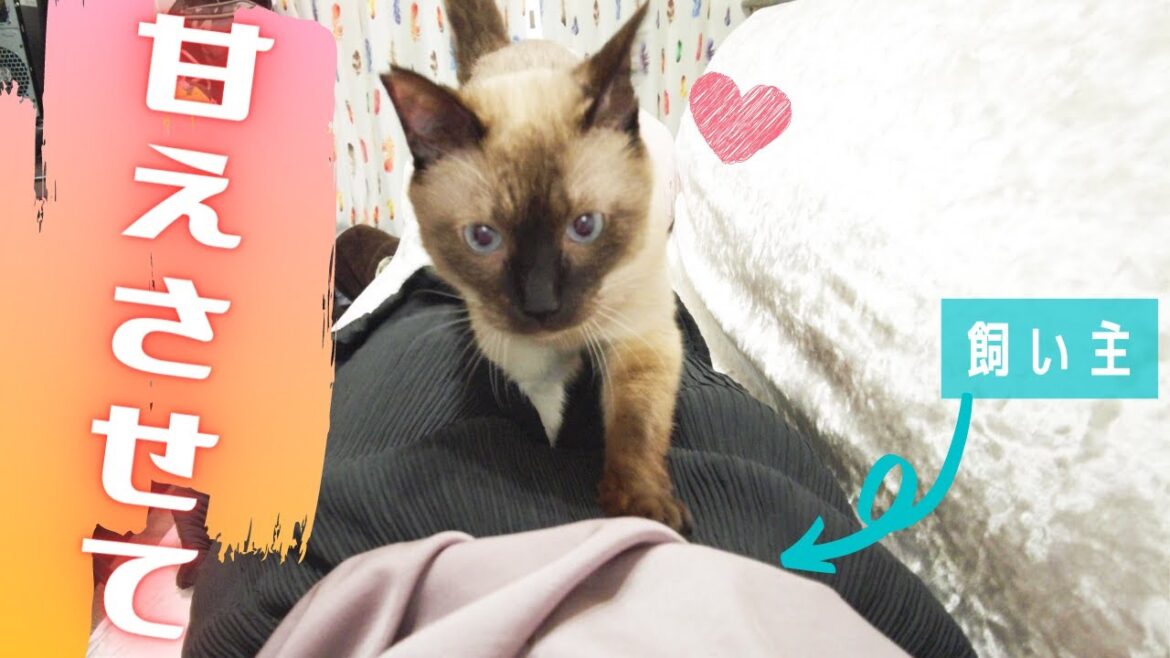 この後飼い主の顔にすりすりして甘える元野良の保護猫がこちら！【シャム猫/シャムミックス】