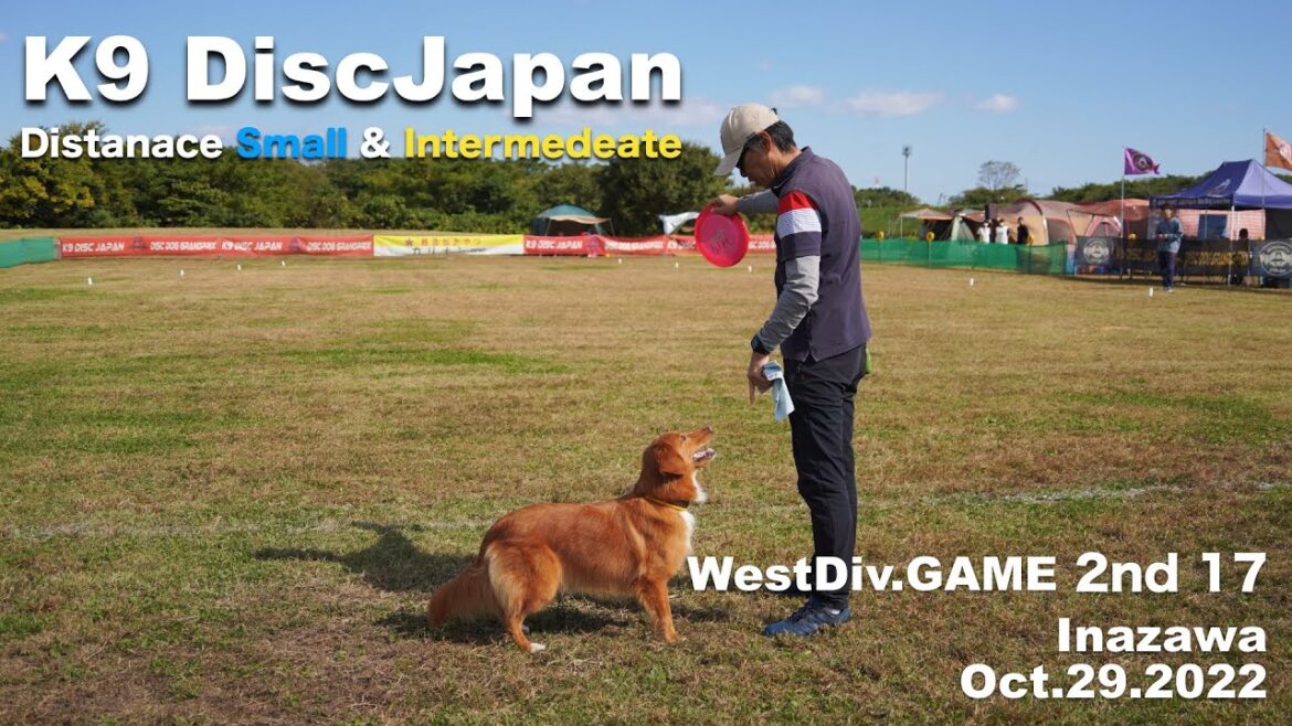 テラとピコともに予選敗退です。 ディスクドッグ大会@K9DJ 稲沢 Oct29.2022 コーイケルホンディエのテラとノバスコシアダックトーリングレトリバーのピコとの暮らし テラとピコともに予選敗退です。 ディスクドッグ大会@K9DJ 稲沢 Oct29.2022 コーイケルホンディエのテラとノバスコシアダックトーリングレトリバーのピコとの暮らし