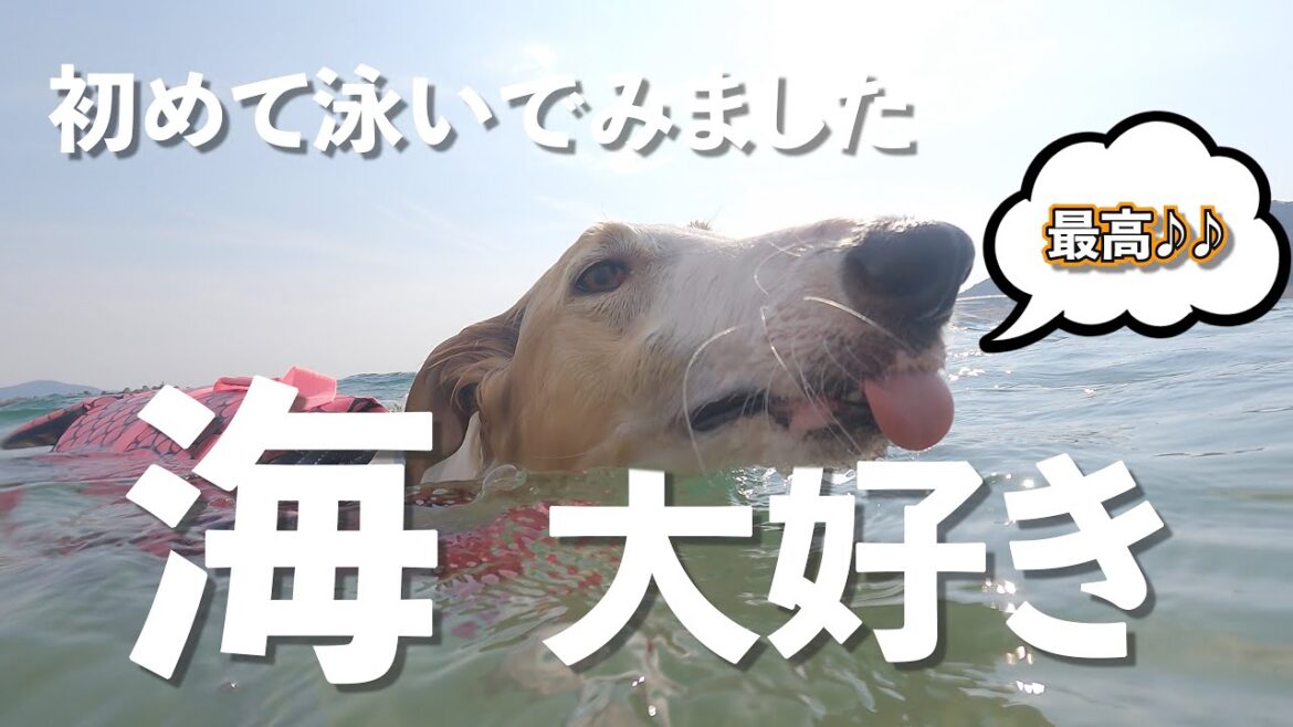 【大型犬ボルゾイ】初めての海で大型犬は果たして泳げるのか？海水浴で夏満喫