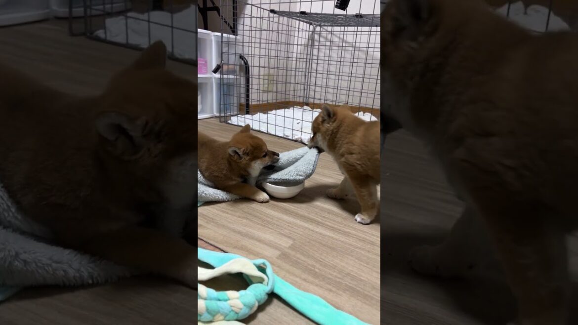 奪い合いをする柴犬の子犬 #shorts 奪い合いをする柴犬の子犬 #shorts