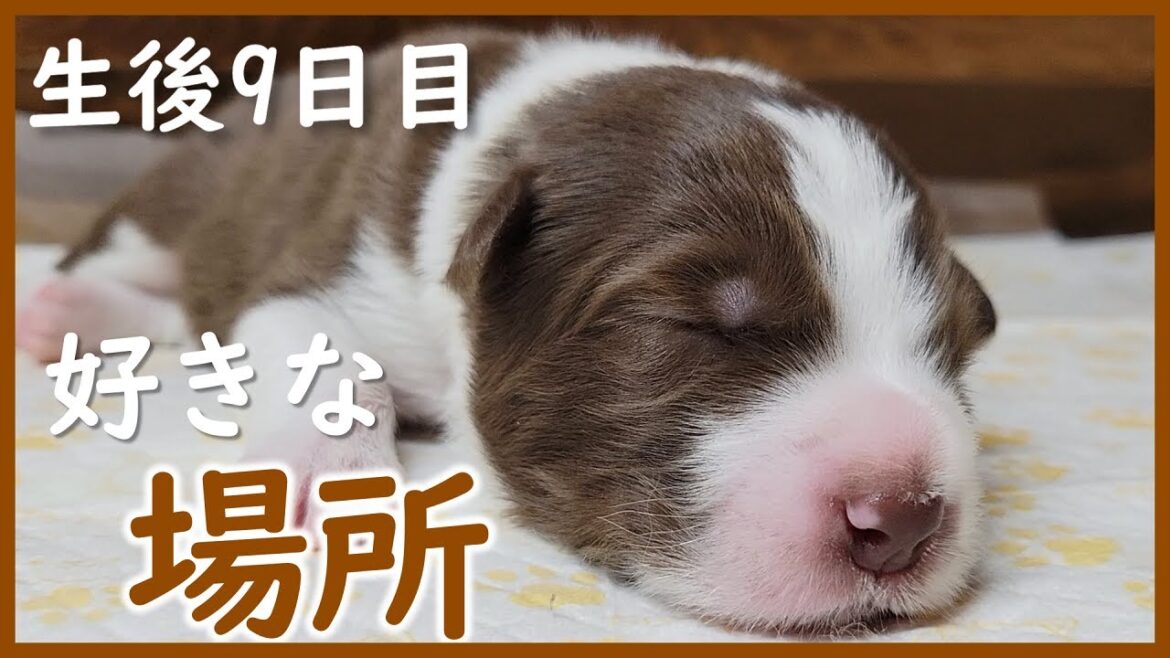 【子犬の成長】個性豊かな生後9日目のボーダーコリーの子犬たち♪ 【子犬の成長】個性豊かな生後9日目のボーダーコリーの子犬たち♪