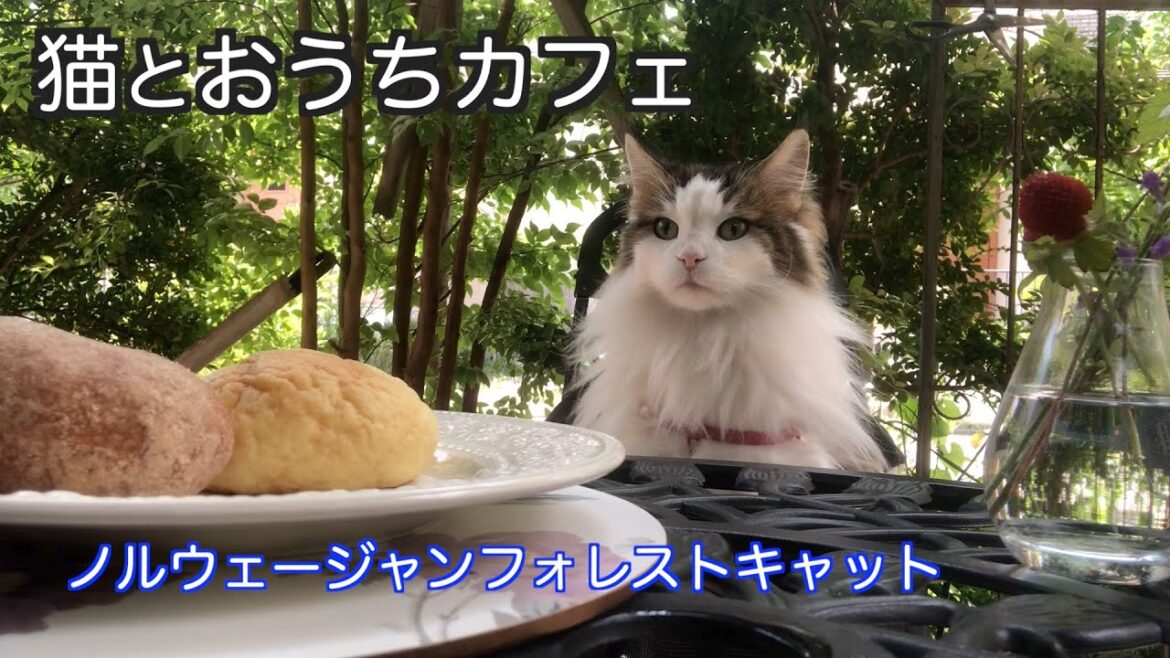 猫とおうち時間を楽しむ・おうちカフェ・ノルウェージャンフォレストキャット 猫とおうち時間を楽しむ・おうちカフェ・ノルウェージャンフォレストキャット